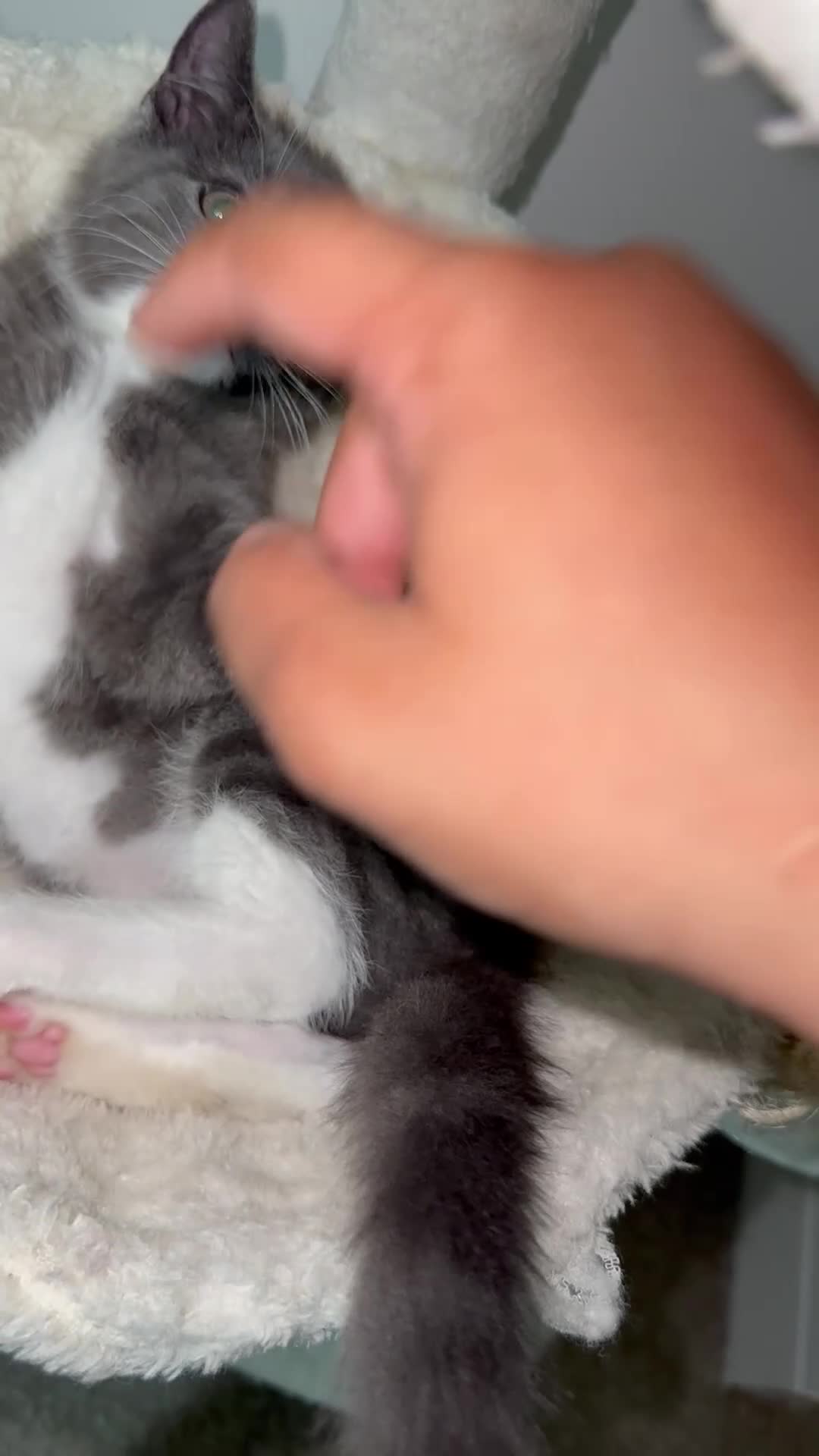 Mixed Breed cats for sale: Pebbles, A Rare Grey Male Tuxedo Kitten - Video 1