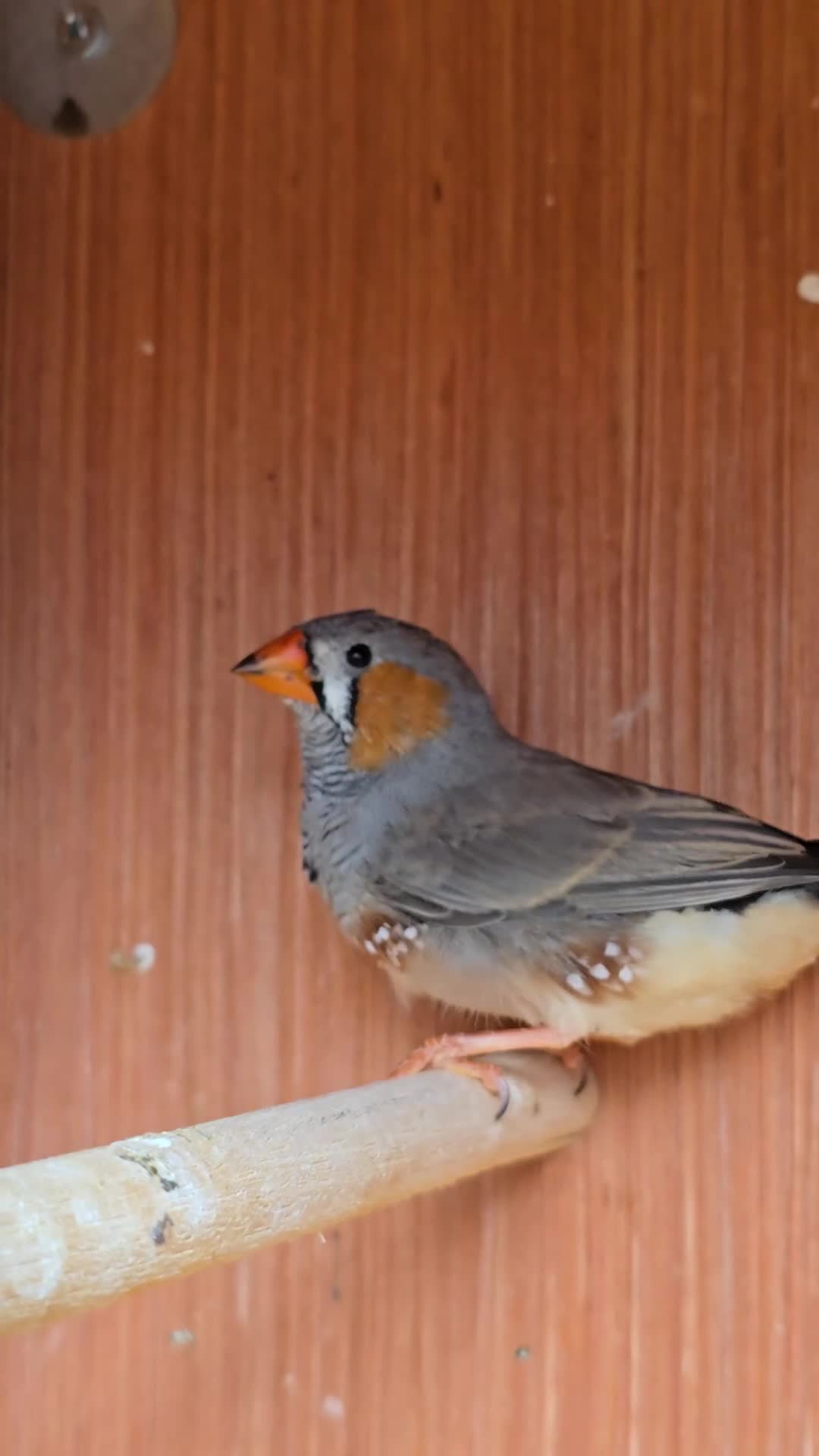 Finches birds for sale: 2 x male zebra finches in Frodsham - Video 1