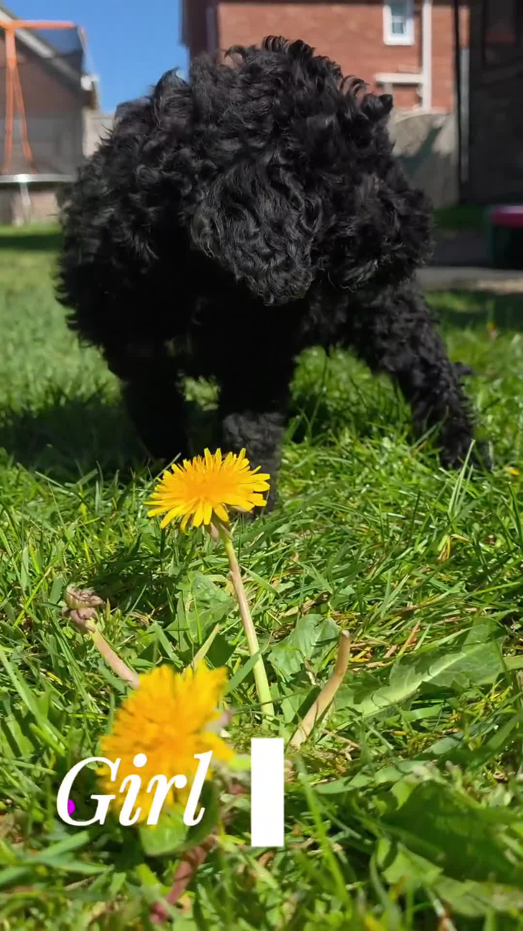 Labradoodle dogs for sale: Miniature Labradoodle Cockapoo x bedlington  - Video 1