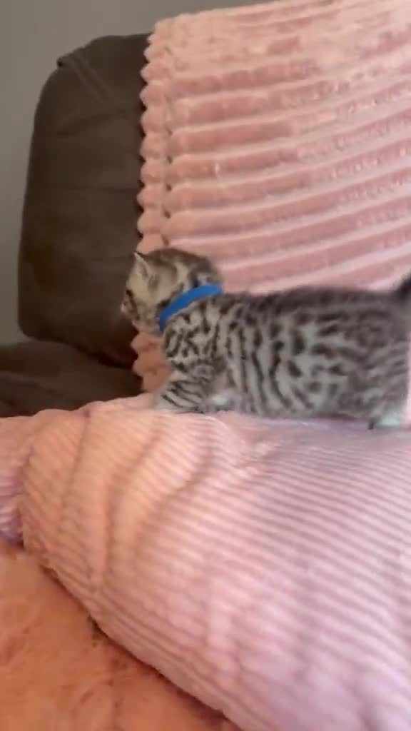 British Shorthair cats for sale: Beautiful bsh kittens  - Video 1