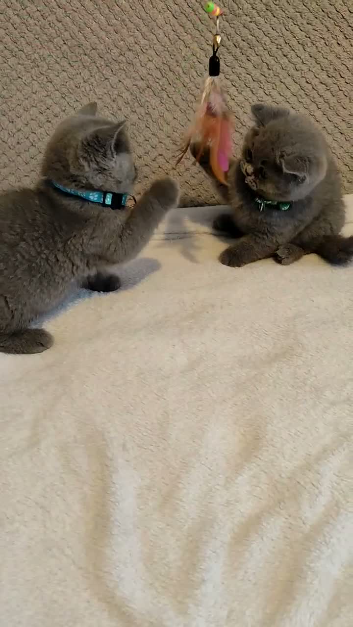 British Shorthair cats for sale: Beautiful British Shorthair Kittens – GCCF Reg in London - Video 2