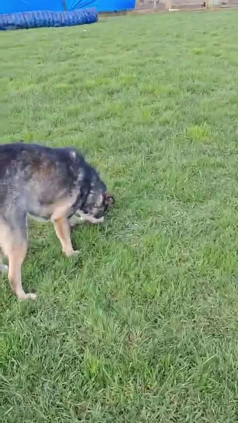 Mixed Breed dogs for adoption: Loveable Elmo in Wisbech - Video 2