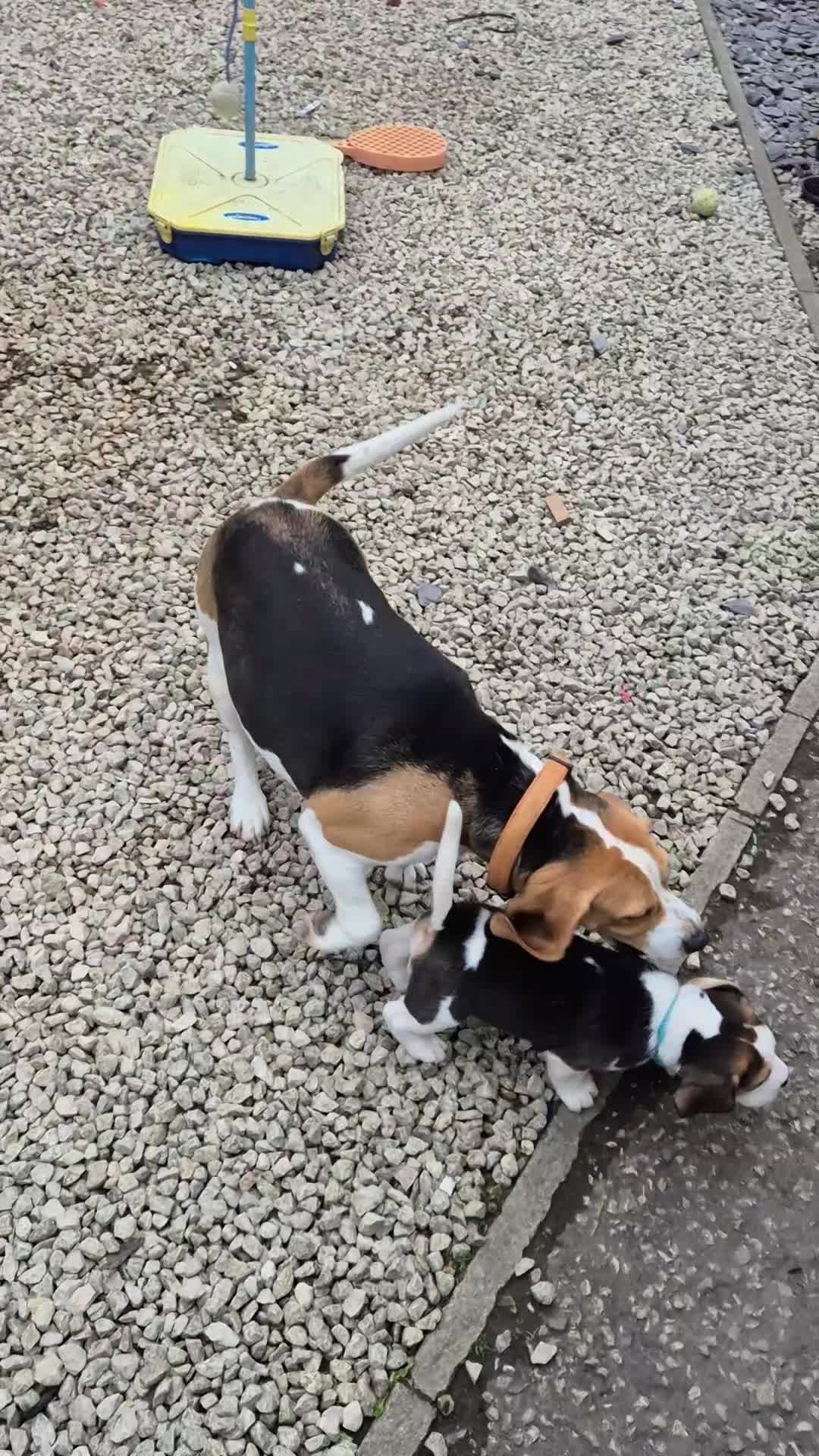 Beagle dogs for sale: Beagle Boy puppy  - Video 2