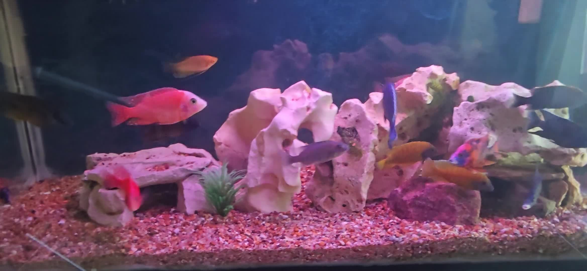 Cichlids fish for sale: African cichlids PLEASE READ DESCRIPTION - Video 1