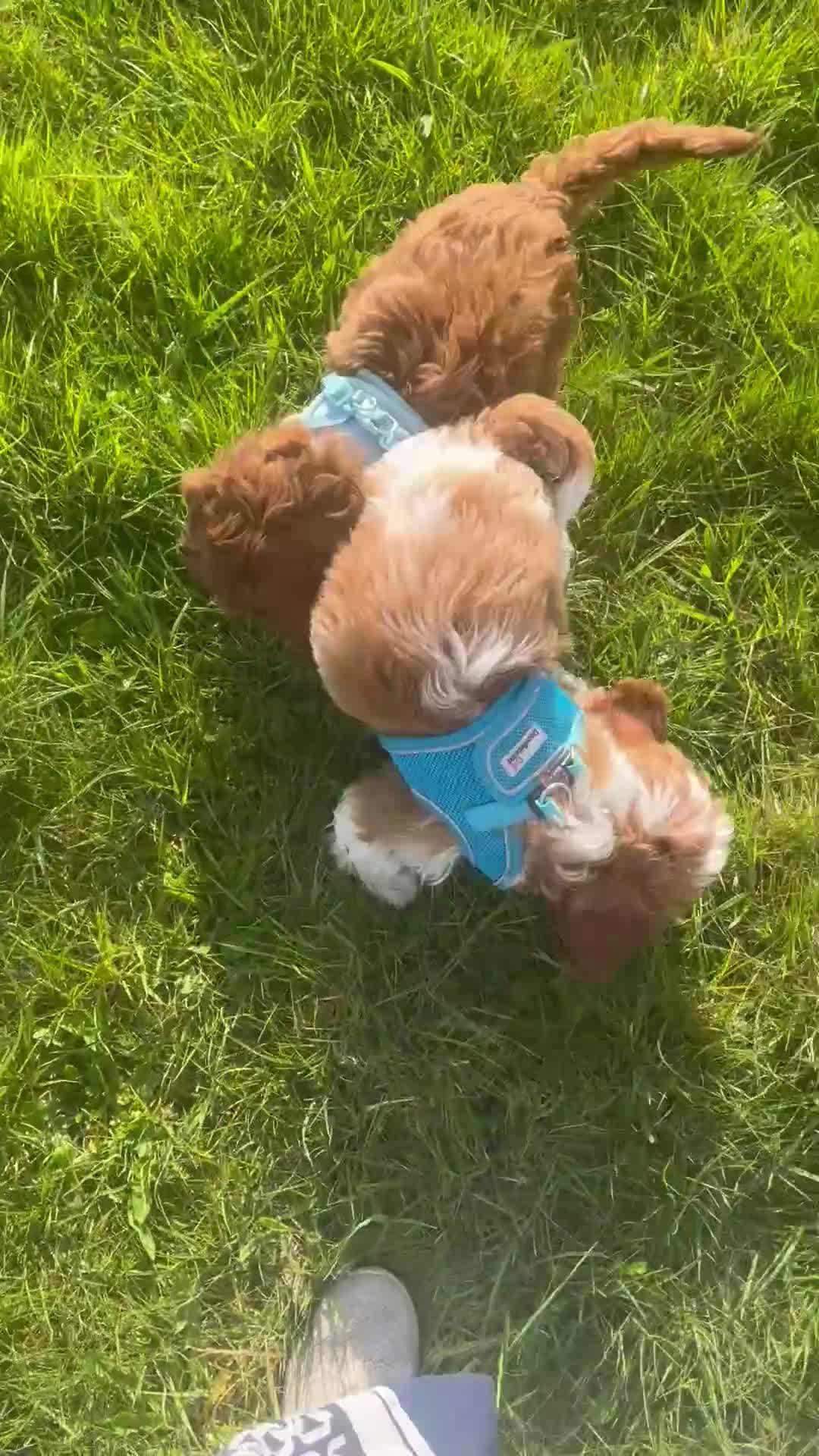 Cavapoo dogs for sale: Merlesque fully trained older puppies  - Video 1