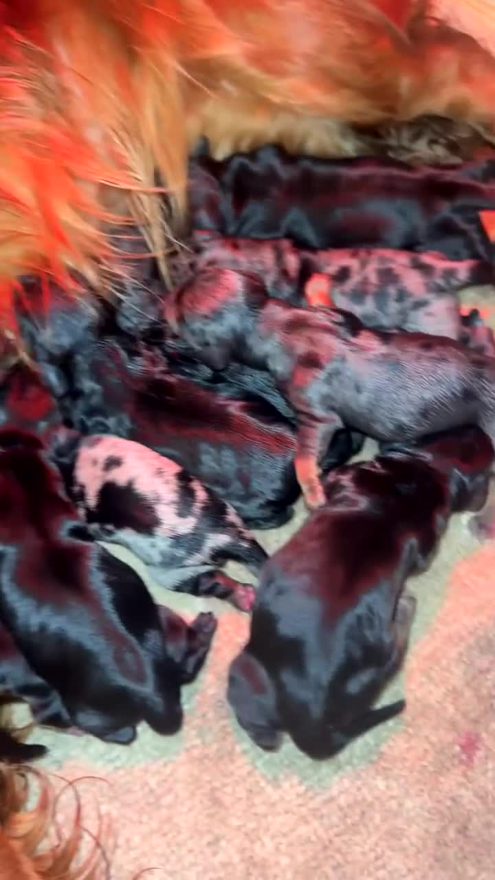 Mixed Breed dogs for sale: 10 docker puppies for sale in Bishop Auckland - Video 4