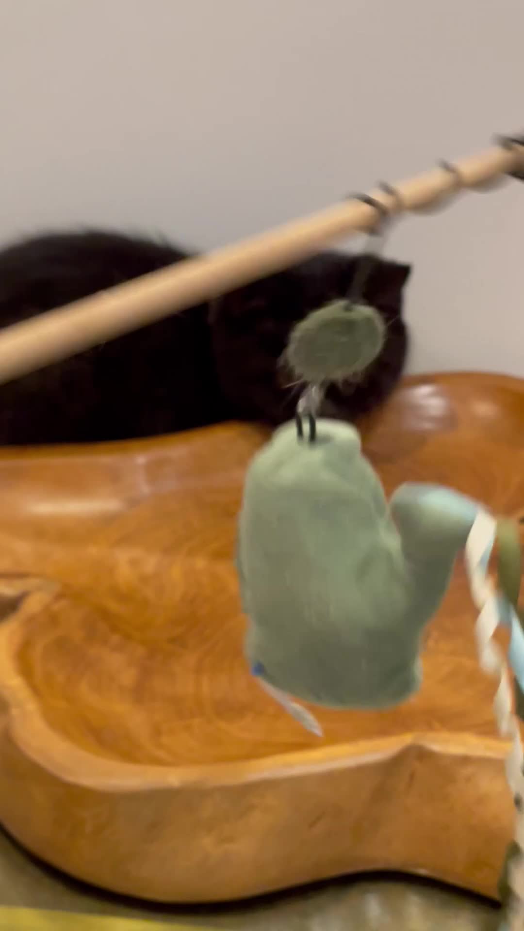Brazilian Shorthair cats for sale: GCCF BRITISH SHORTHAIR KITTENS READY TO LEAVE NOW  - Video 1