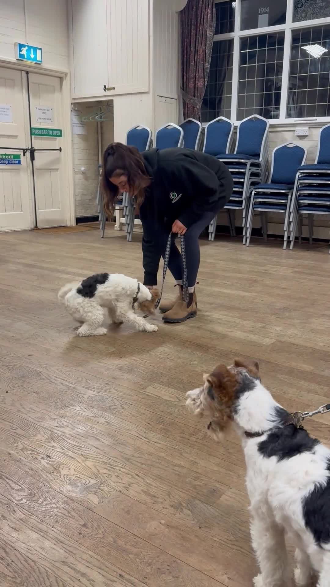 Fox Terrier dogs for sale: Fox Terrier Puppy 9 Months - Loving Home Only - Video 2