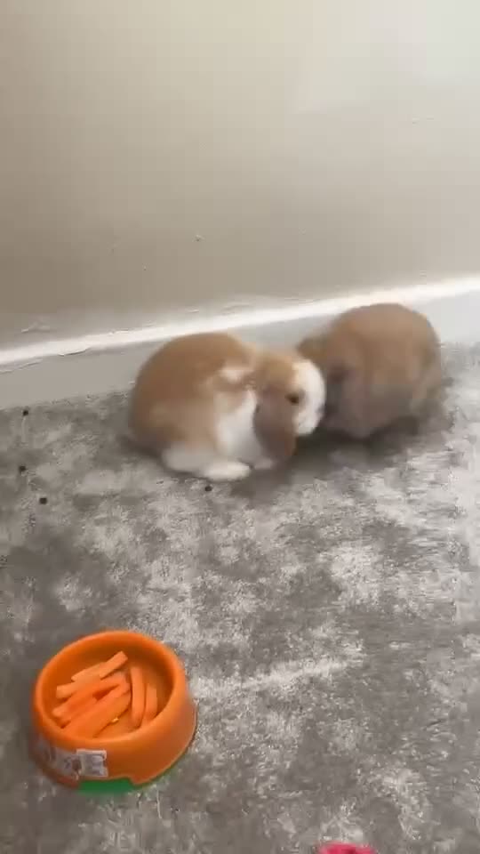 Mini Lop rabbits for sale: 2 mini lop boys in Hull - Video 1