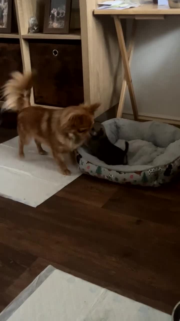 Chihuahua dogs for sale: Chihuahua puppies female BOTH NOW RESERVED  - Video 3