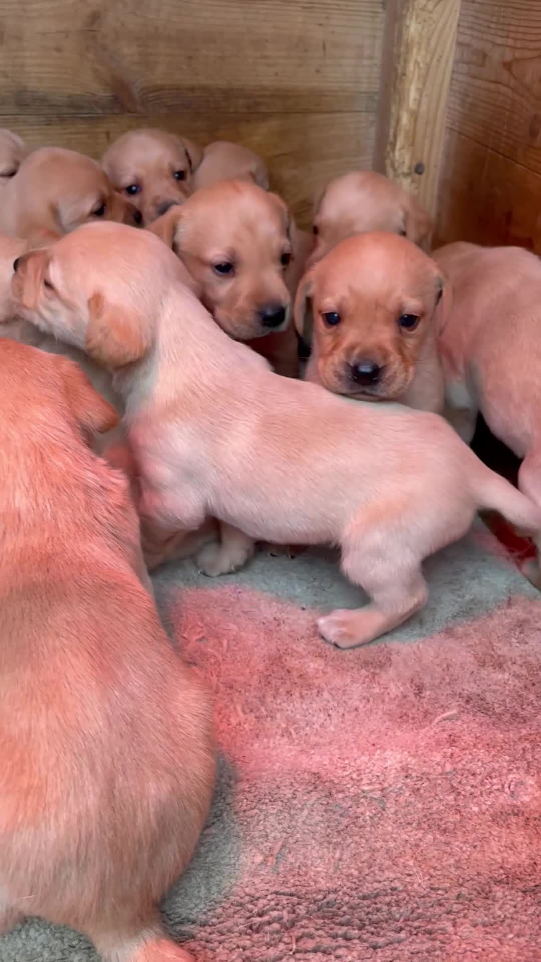 Labrador Retriever dogs for sale: Labrador puppies deposit secures - Video 1