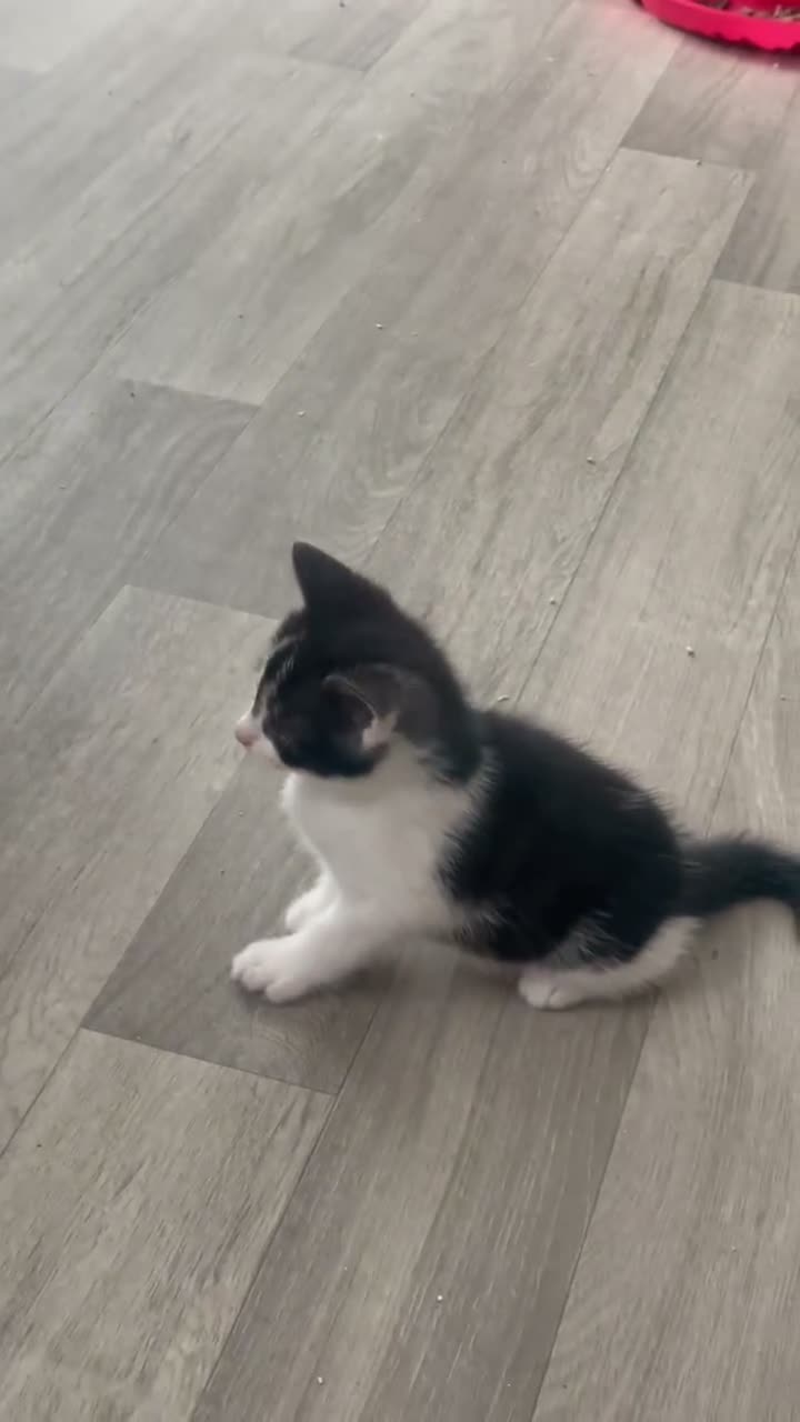 Mixed Breed cats for sale: Extra fluffy kittens - Video 4