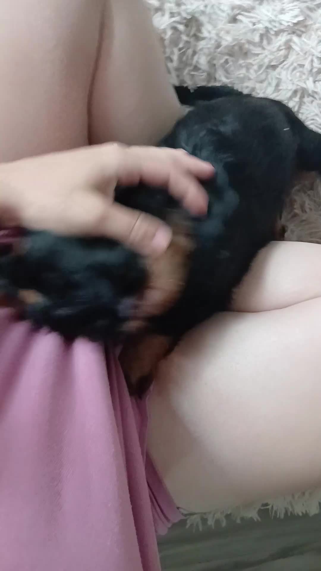 Dachshund dogs for sale: Last beautiful dachshund left. - Video 1