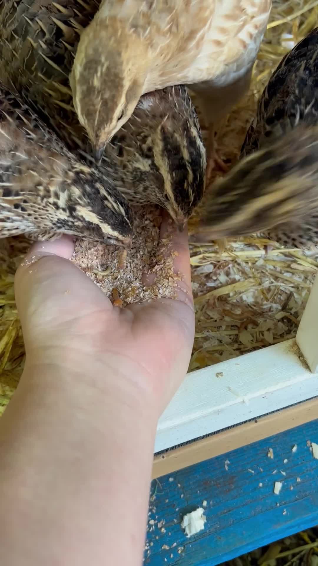 Quail poultry for sale: 2 Coturnix quail (white male & female pair)  in Heywood - Video 1