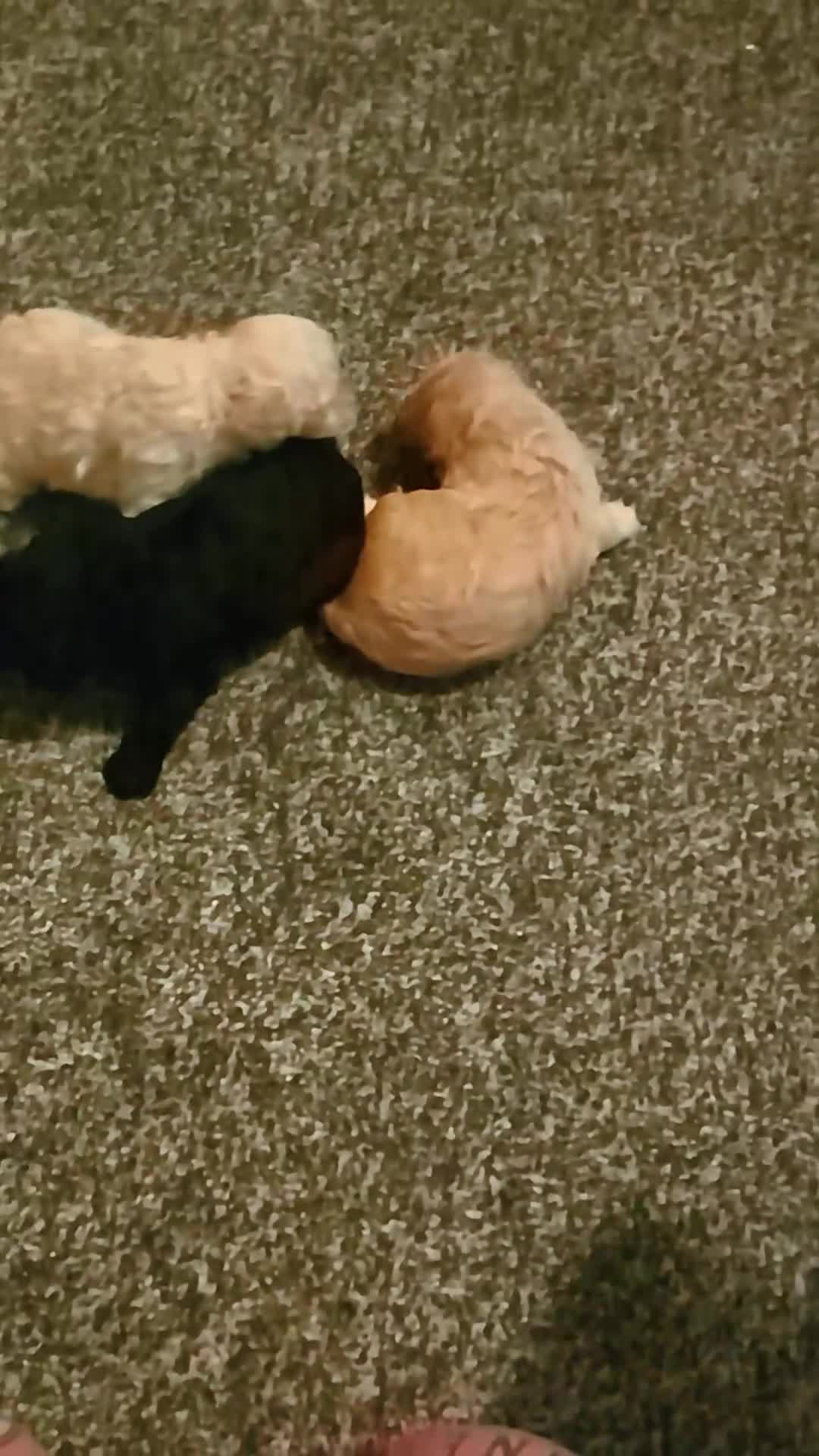 Miniature Poodle dogs for sale: Miniature poodles  - Video 1