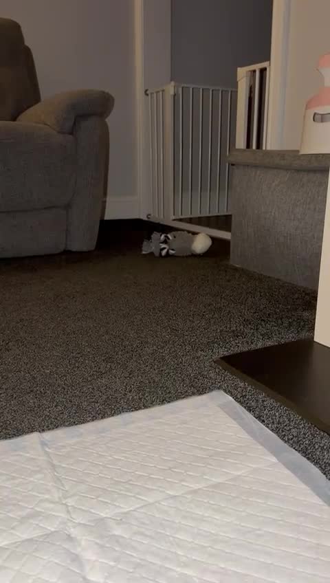 English Springer Spaniel dogs for sale: Beautiful Springer Spaniel Male  - Video 3