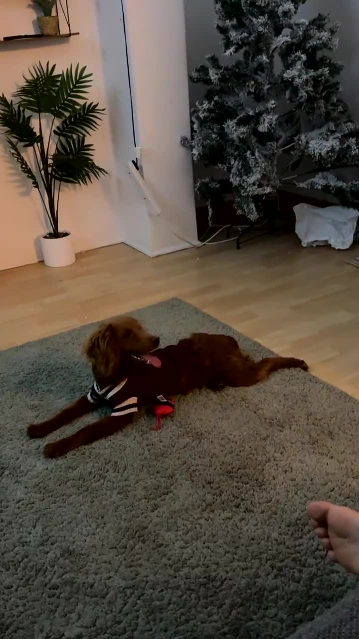 Cockapoo dogs for sale: 8 Month old male cockapoo - Video 1