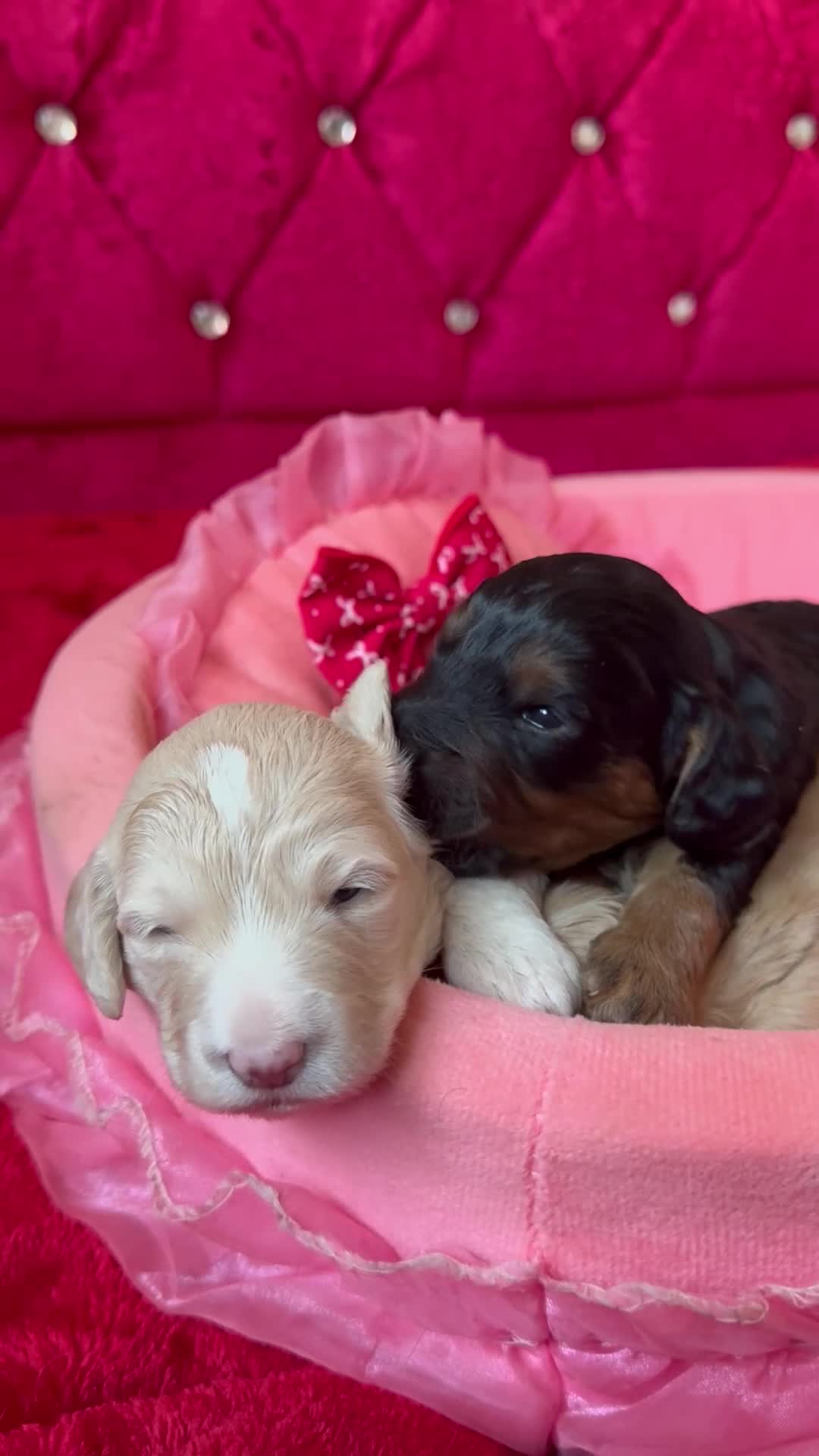 Cockapoo dogs for sale: Stunning Cockapoo Puppies Health Tested  - Video 1