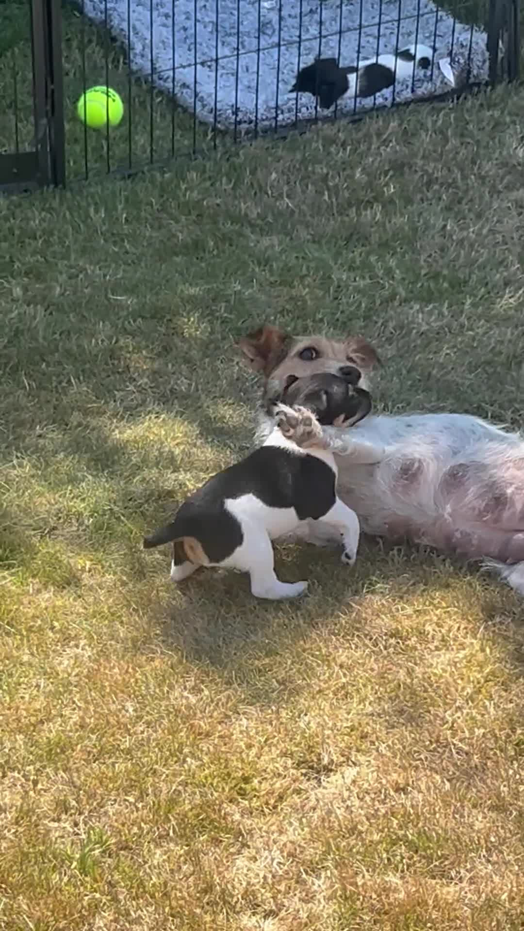 Jack Russell dogs for sale: Heavenly Jack Russell puppies - Video 1