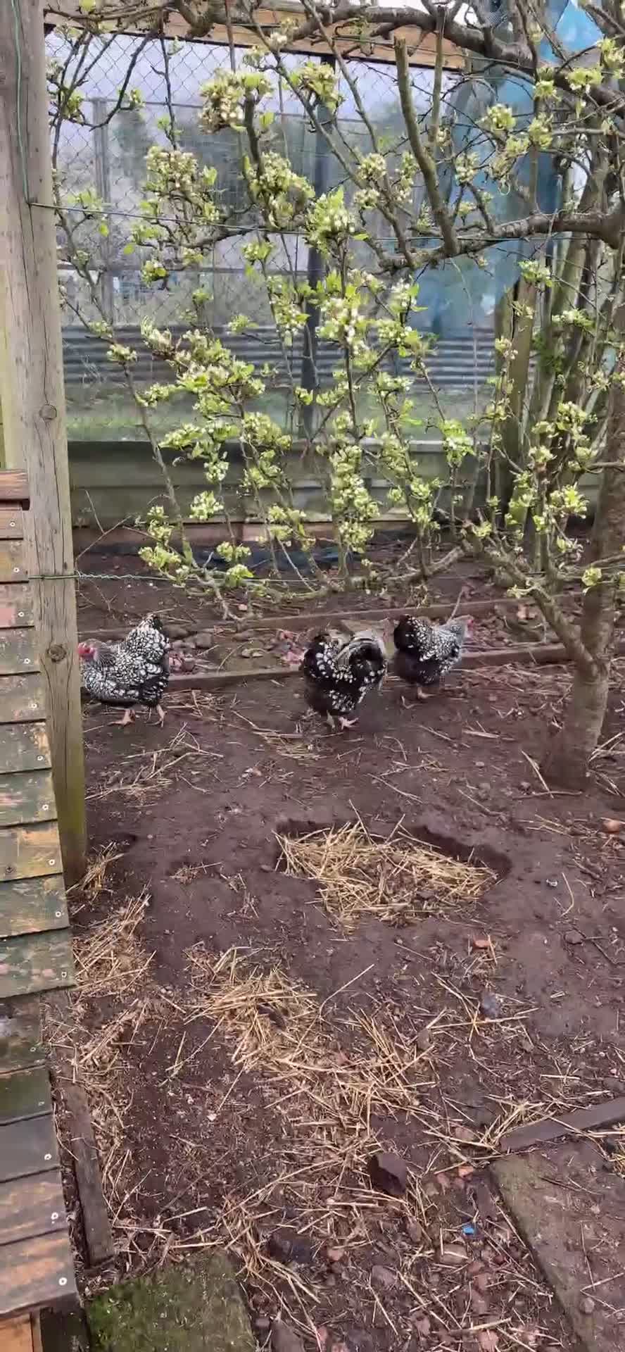 Mixed Breed birds for sale: Silver laced wyandottes  in Mansfield - Video 1