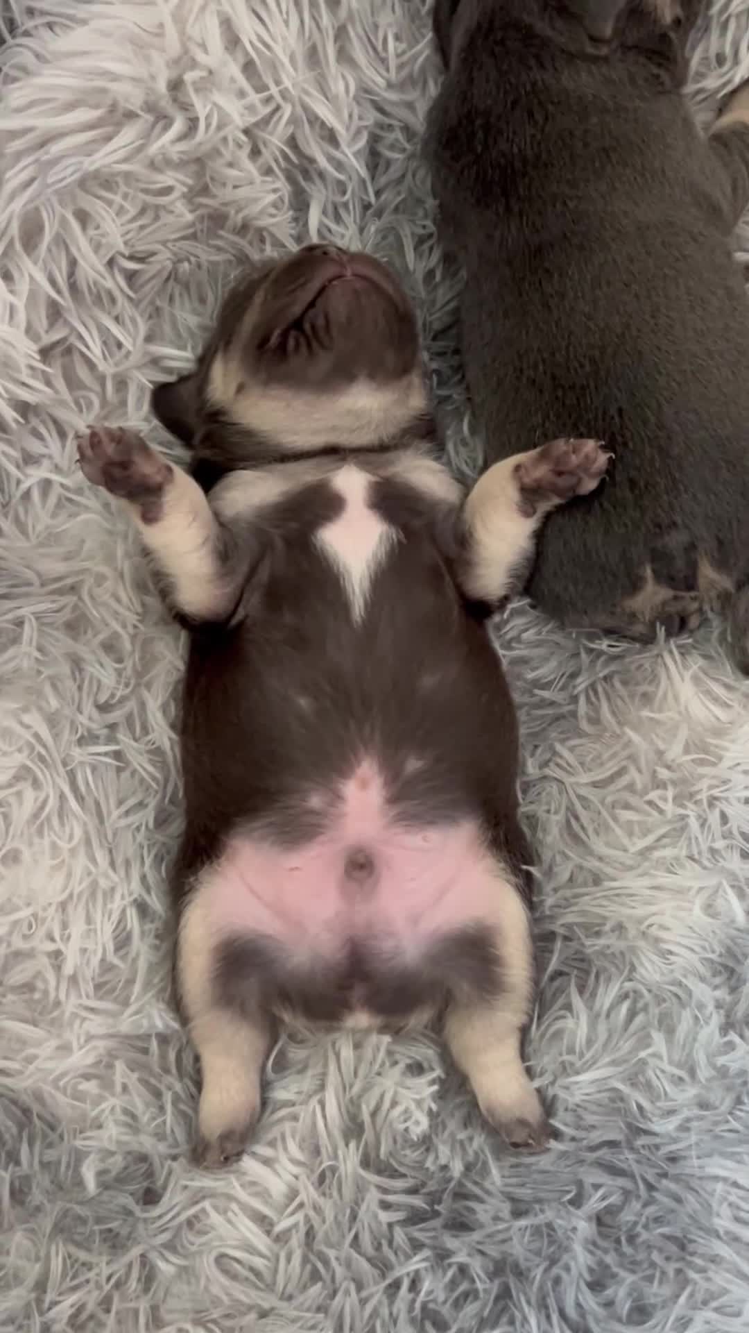 French Bulldog dogs for sale: Chocolate Rolo frenchie x frog  - Video 1