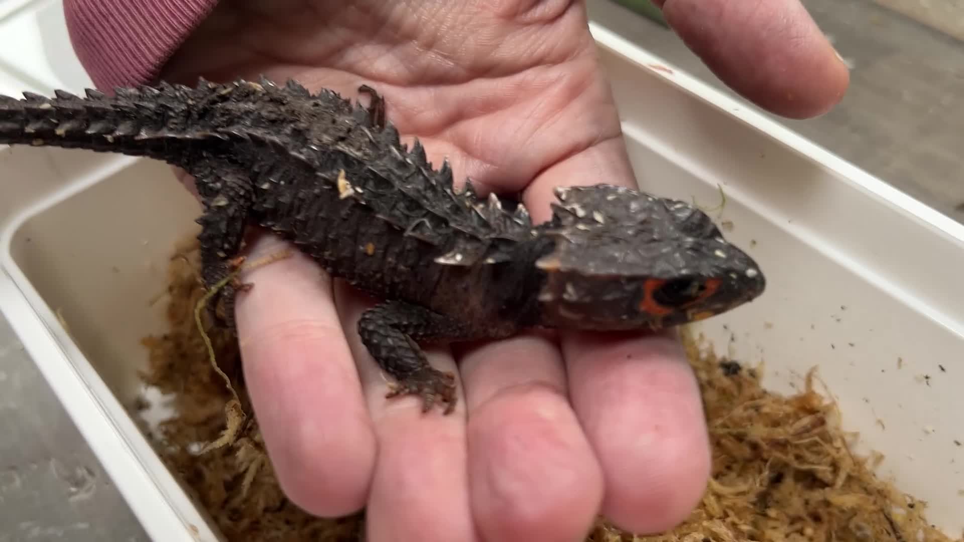 Skink reptiles for sale: 2 Crocodile Skinks (1.1) in Dursley - Video 2