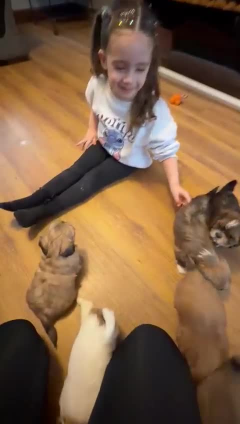 Shih Tzu dogs for sale: Gorgeous litter of shih tzu pups  - Video 1