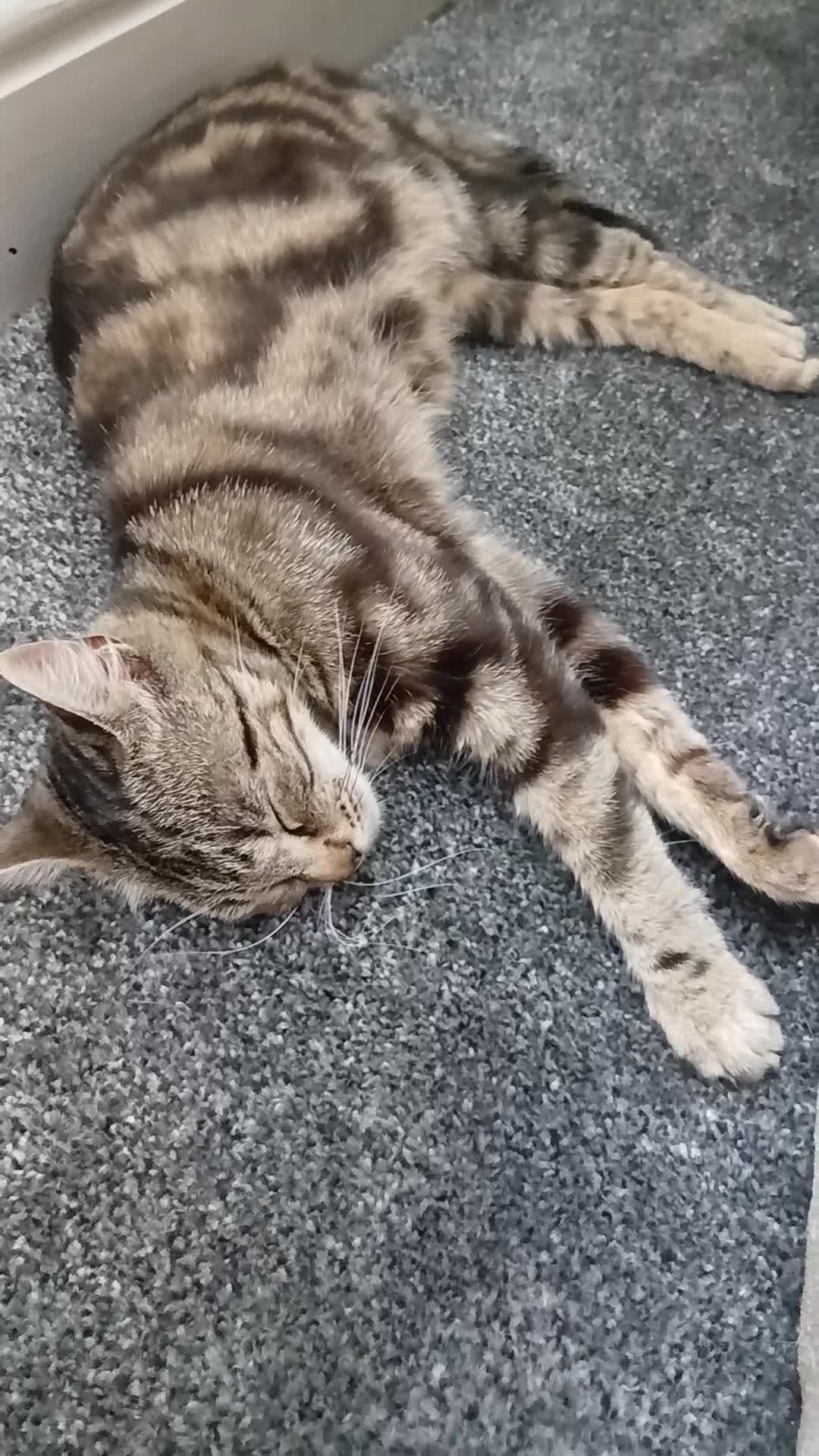 Bengal cats for sale: ✨️Stunning Bengal Looking for a forever home✨️🏠😻 - Video 1