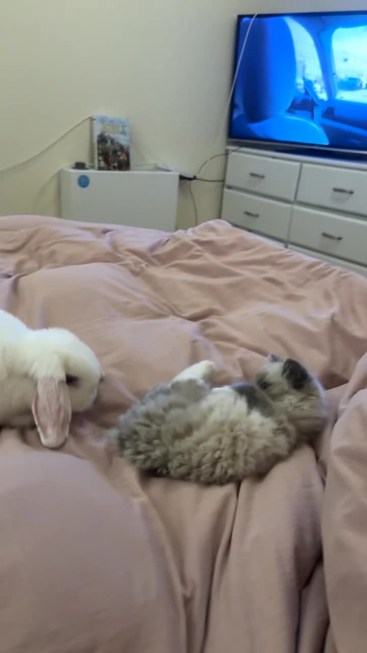 Mini Lion Lop rabbits for sale: Beautiful Bunny’s Sushi 5yrs & Marshmallow 3yrs - Video 4