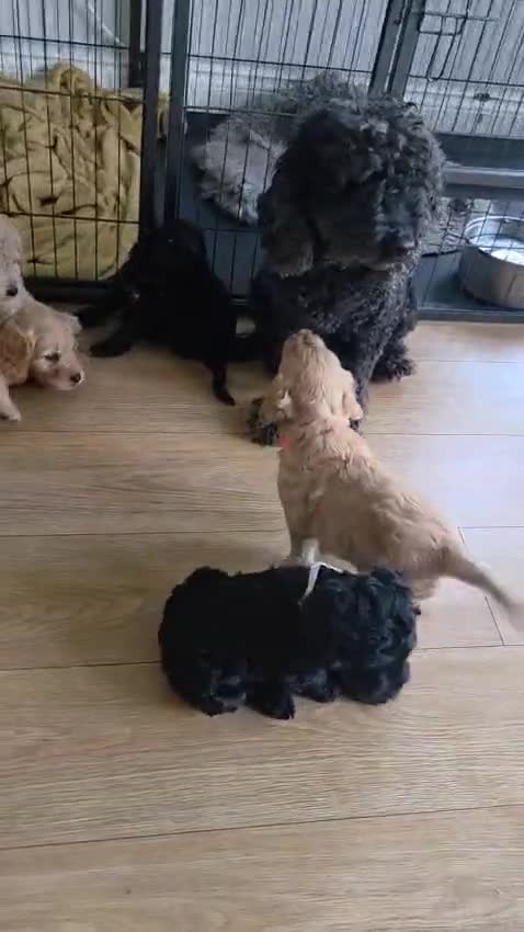 Cockapoo dogs for sale: F1 Cockapoos hereditary clear - Video 1