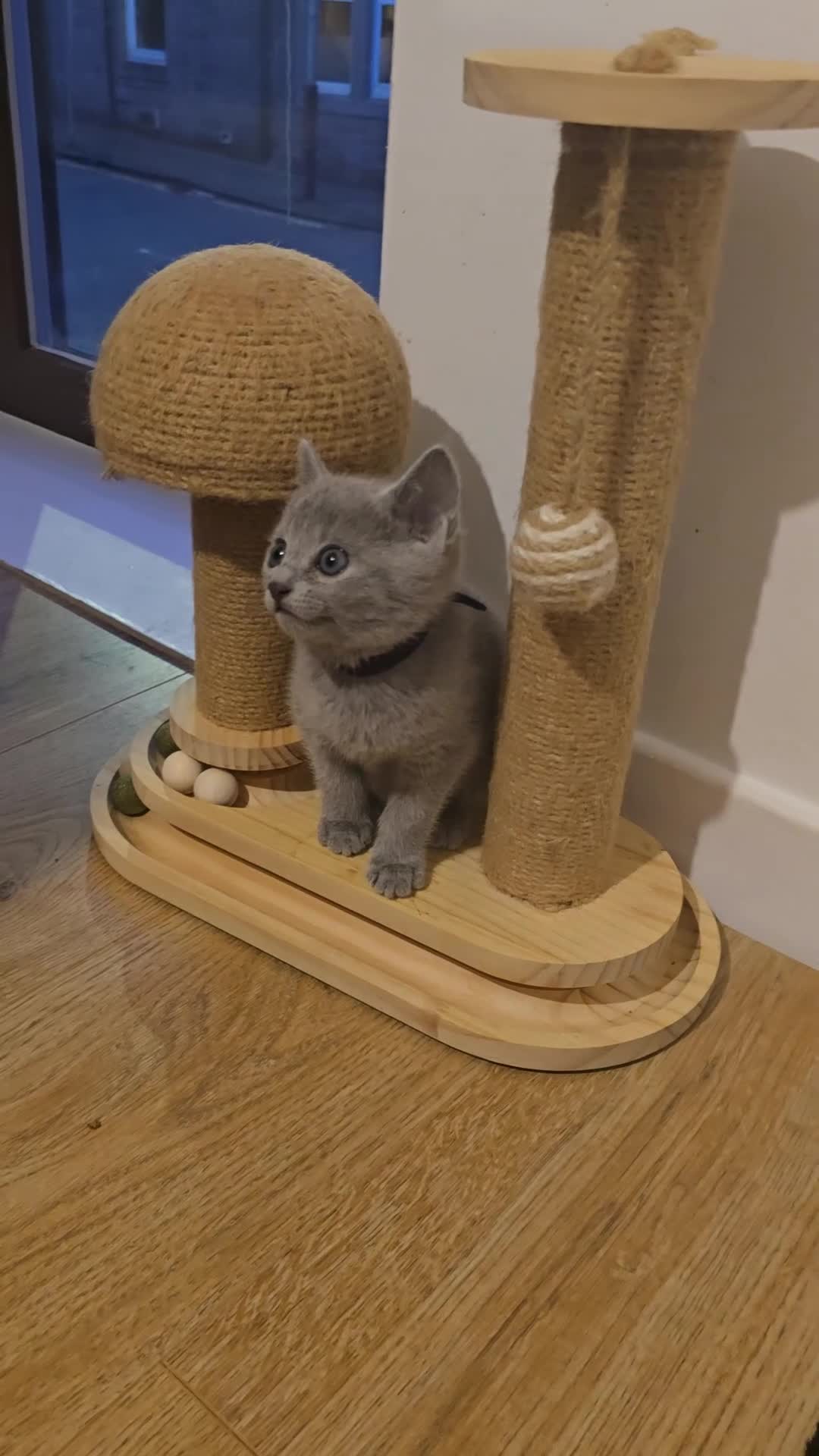 Russian Blue cats for sale: GCCF PEDIGREE BLUE RUSSIAN KITTENS  - Video 1