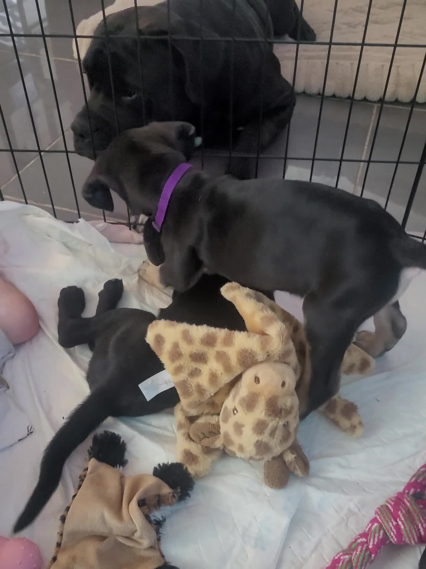 Cane Corso dogs for sale: ❗️READY TO GO NOW❗️2 FEMALE CANE CORSO - Video 2