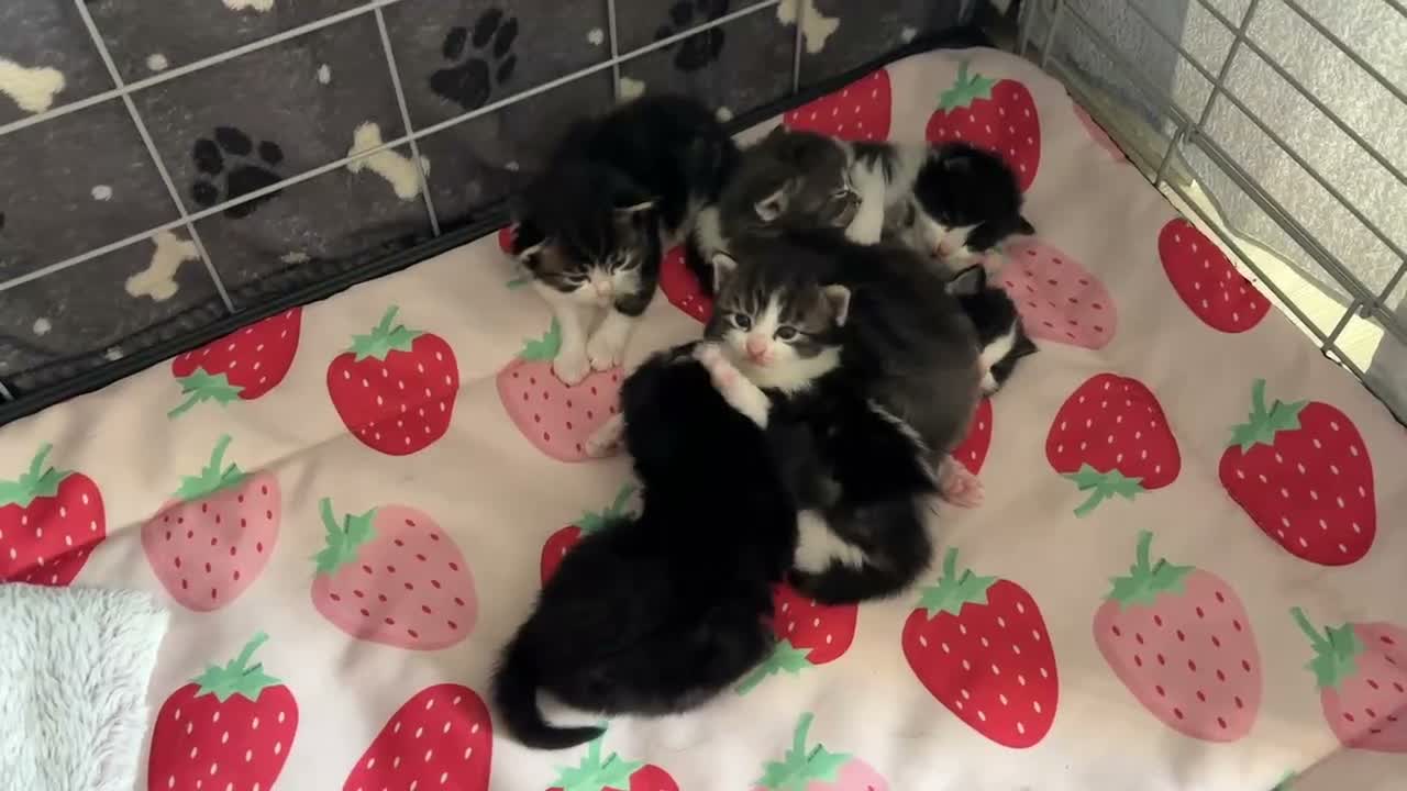 Mixed Breed cats for sale: Cute Fluffy Kittens - Video 1