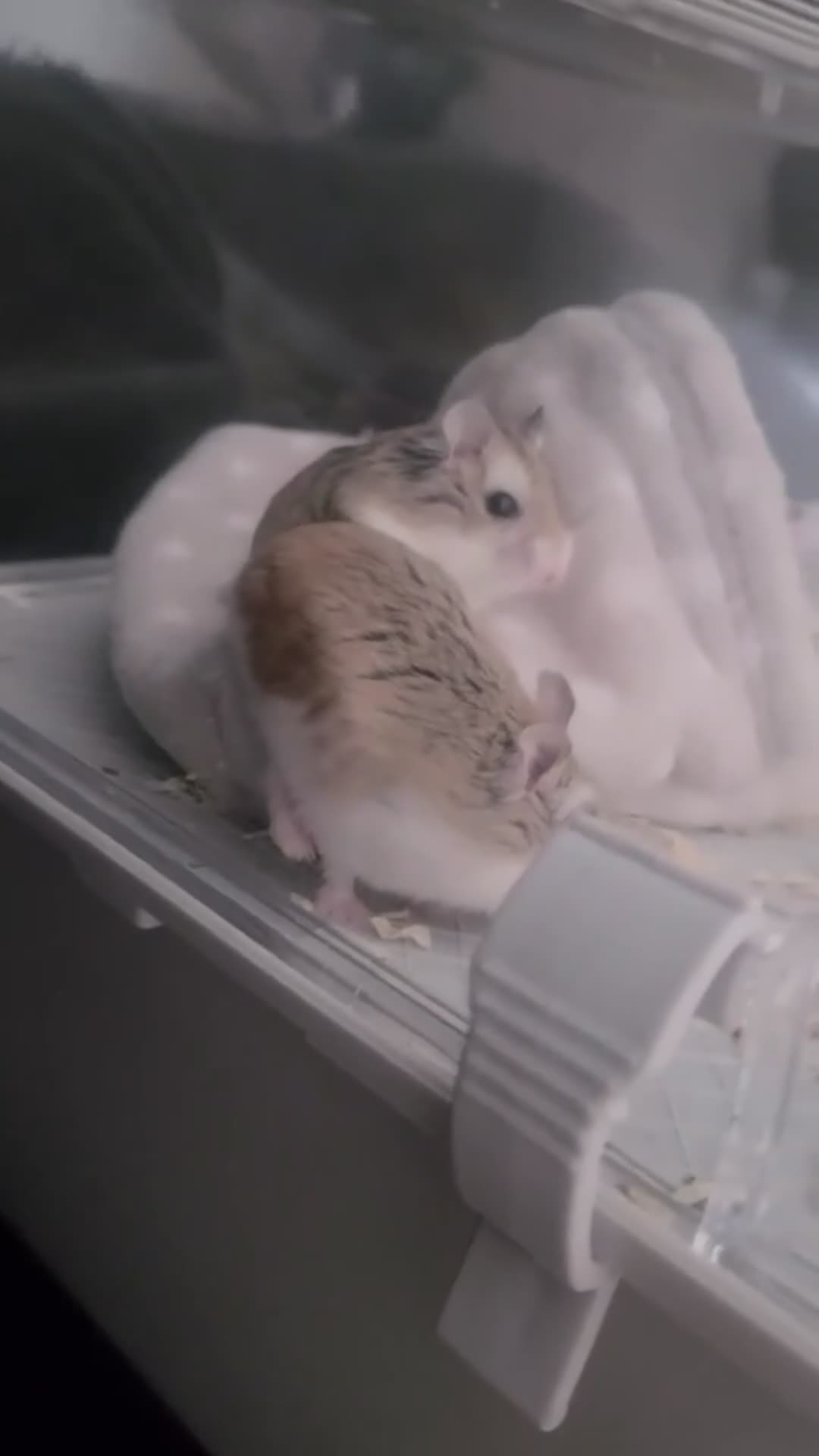 Hamster rodents for sale: Winnie & bear- 2 dwarf hamsters  in Portsmouth - Video 1