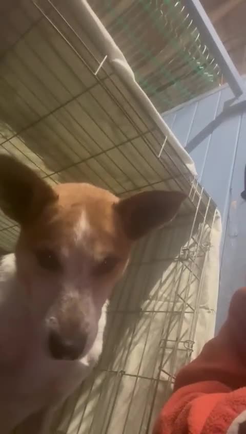 Mixed Breed dogs for adoption: Raffles - Video 1