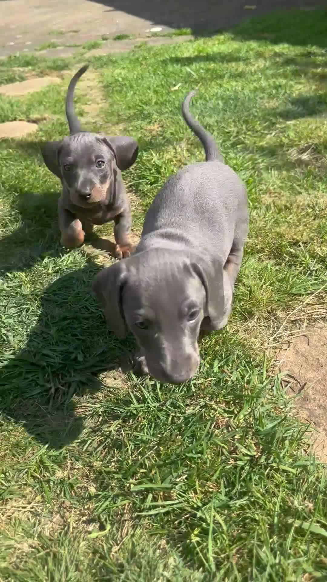 Miniature Dachshund dogs for sale: Miniature Dachshund  - Video 1