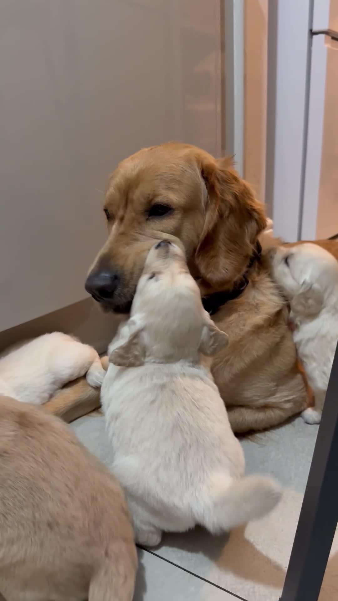 Golden Retriever dogs for sale: Lovely golden retriever puppies 🐶🐾♥️ - Video 2