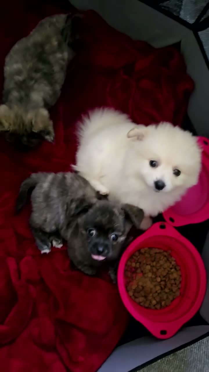 Pomchi dogs for sale: Little baby  - Video 3