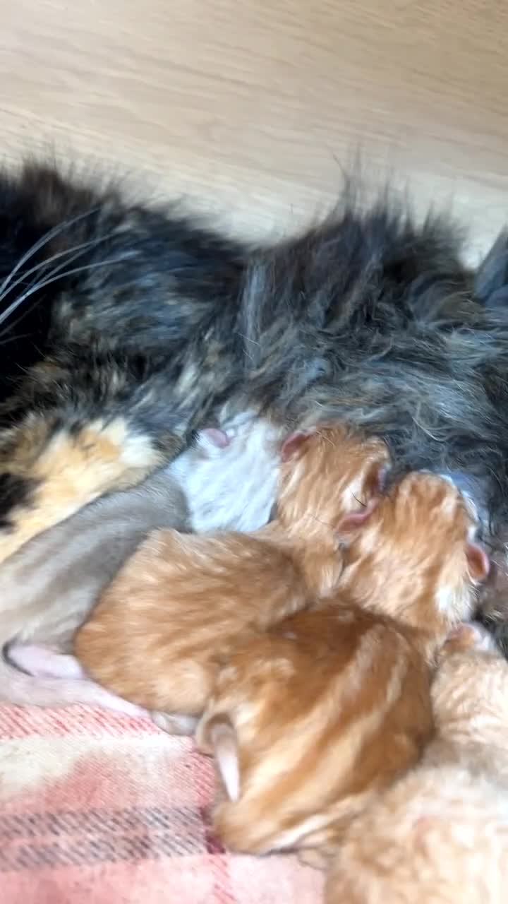 Mixed Breed cats for sale: 4 ginger boys looking forever home  in Salisbury - Video 1