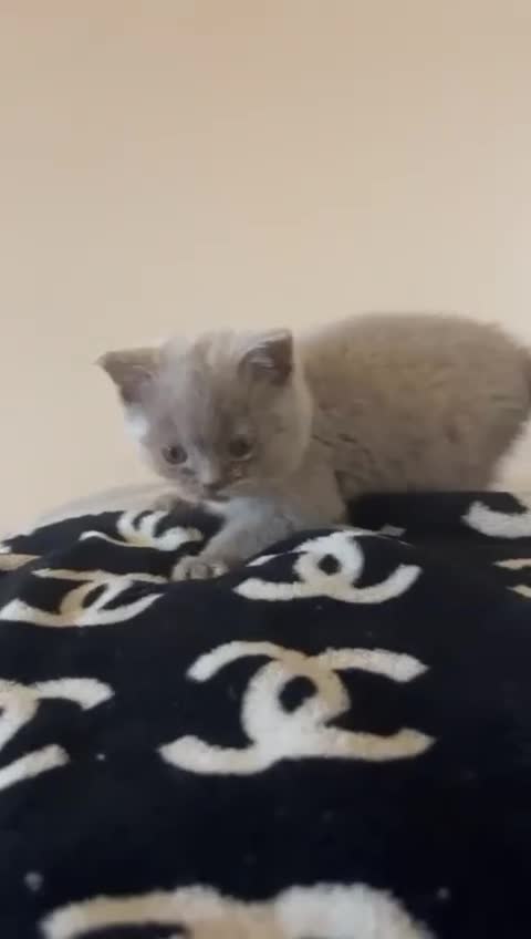 British Shorthair cats for sale: BRITISH SHORTHAIR LILAC BOY 🩵🐾 - Video 1