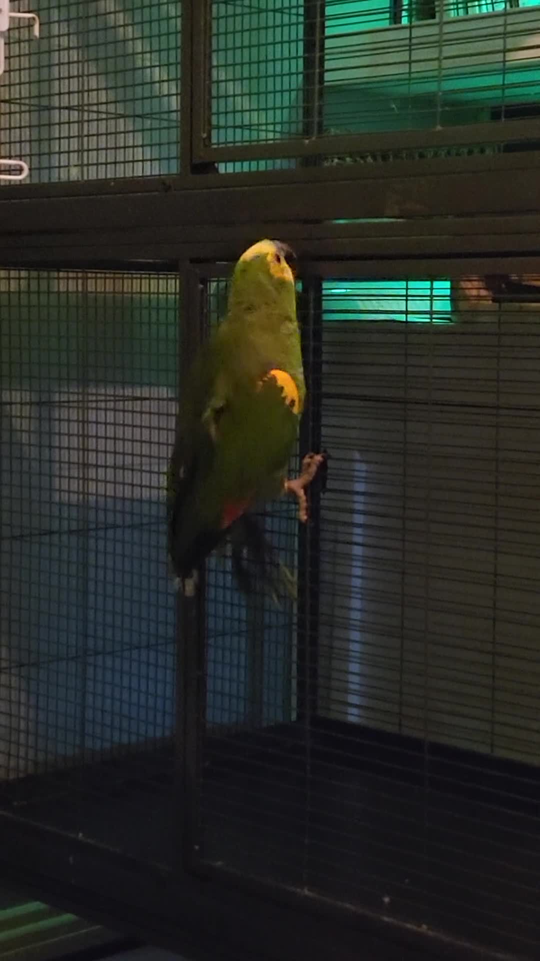 Parrots birds for sale: Blue fronted Amazon - Video 1