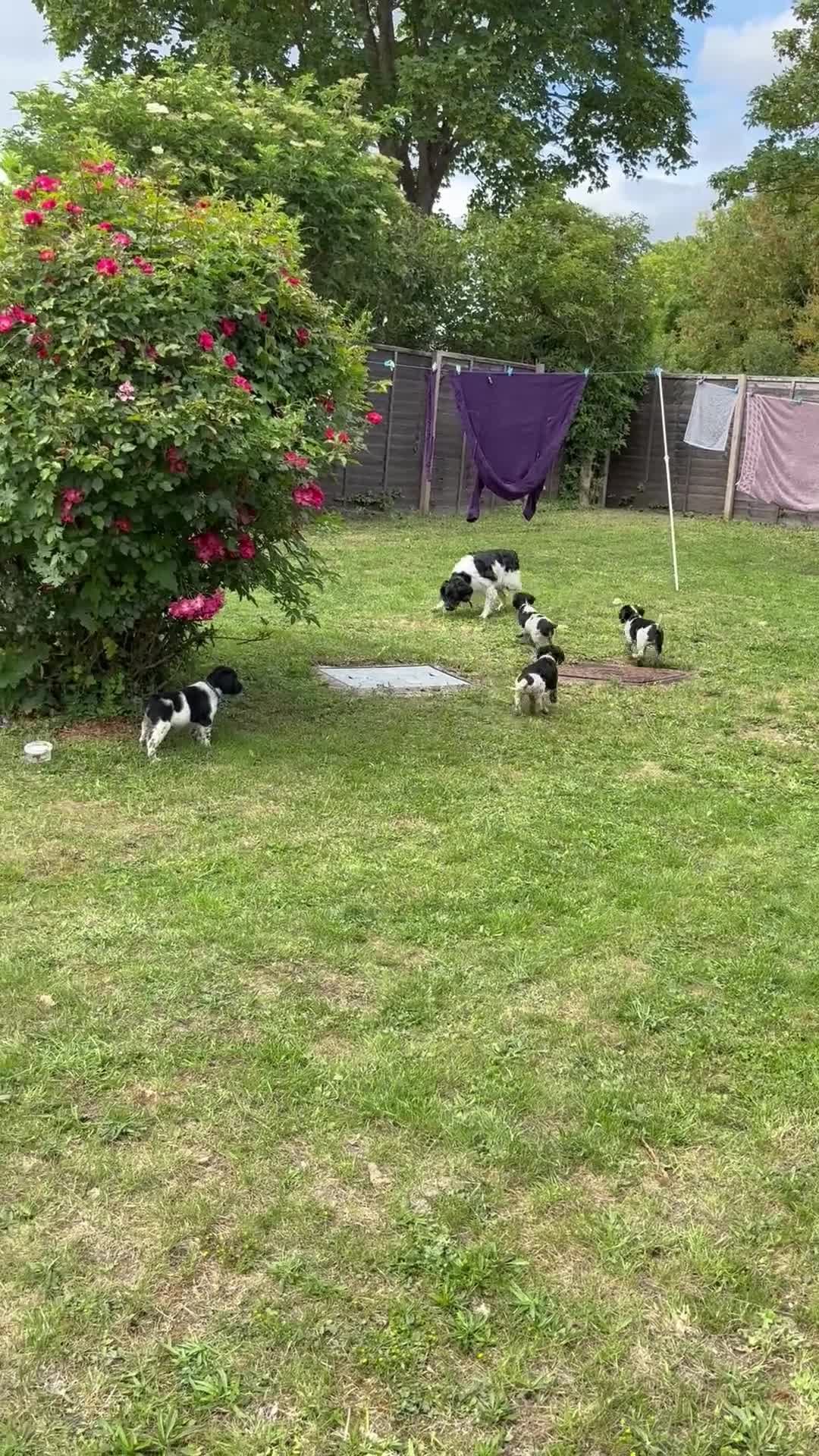 Brittany Spaniel dogs for sale: Brittanys  - Video 1