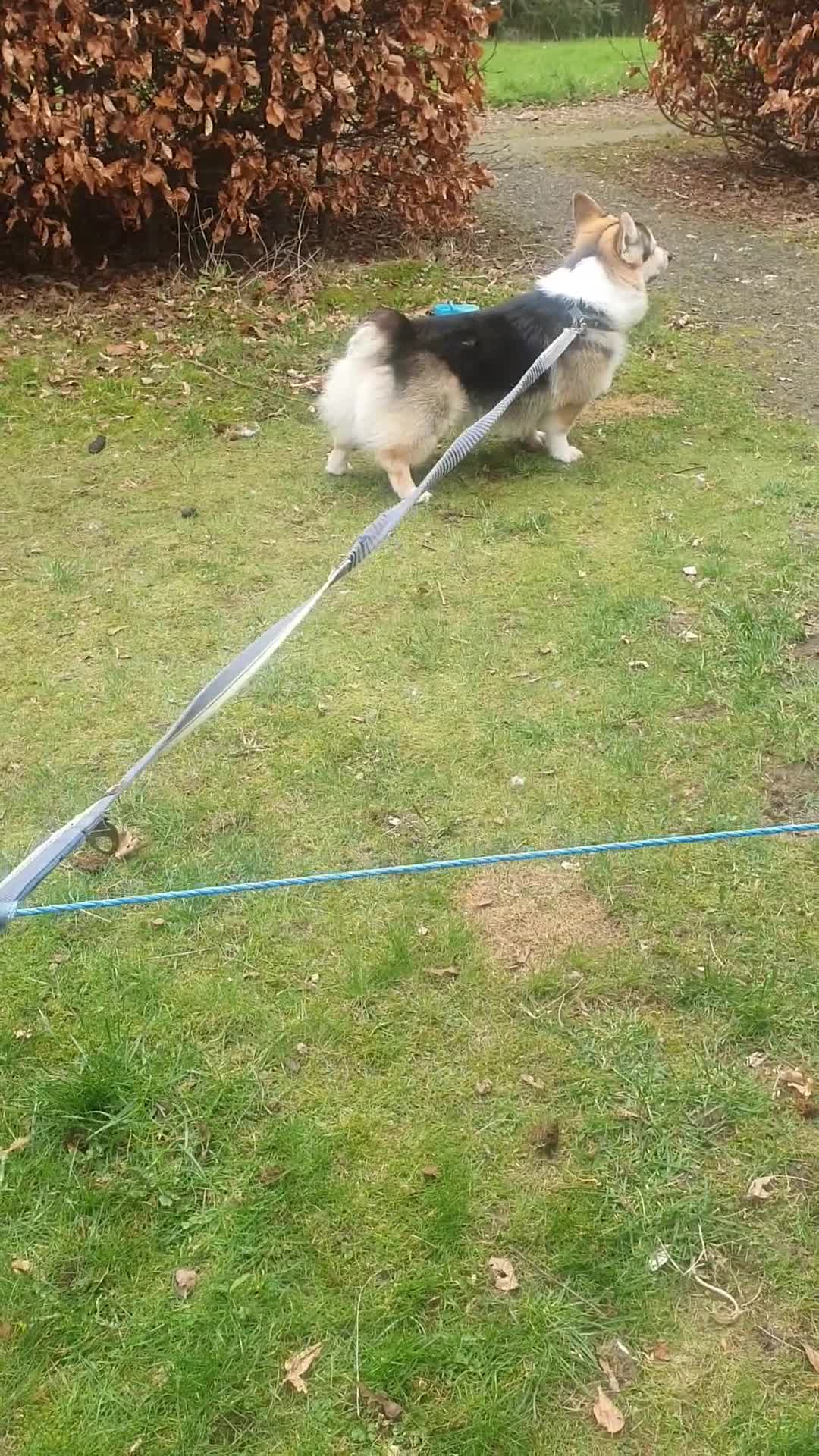 Welsh Corgi Pembroke dogs for sale: 2y10mCorgi ONLY ADULT HOMES - Video 4