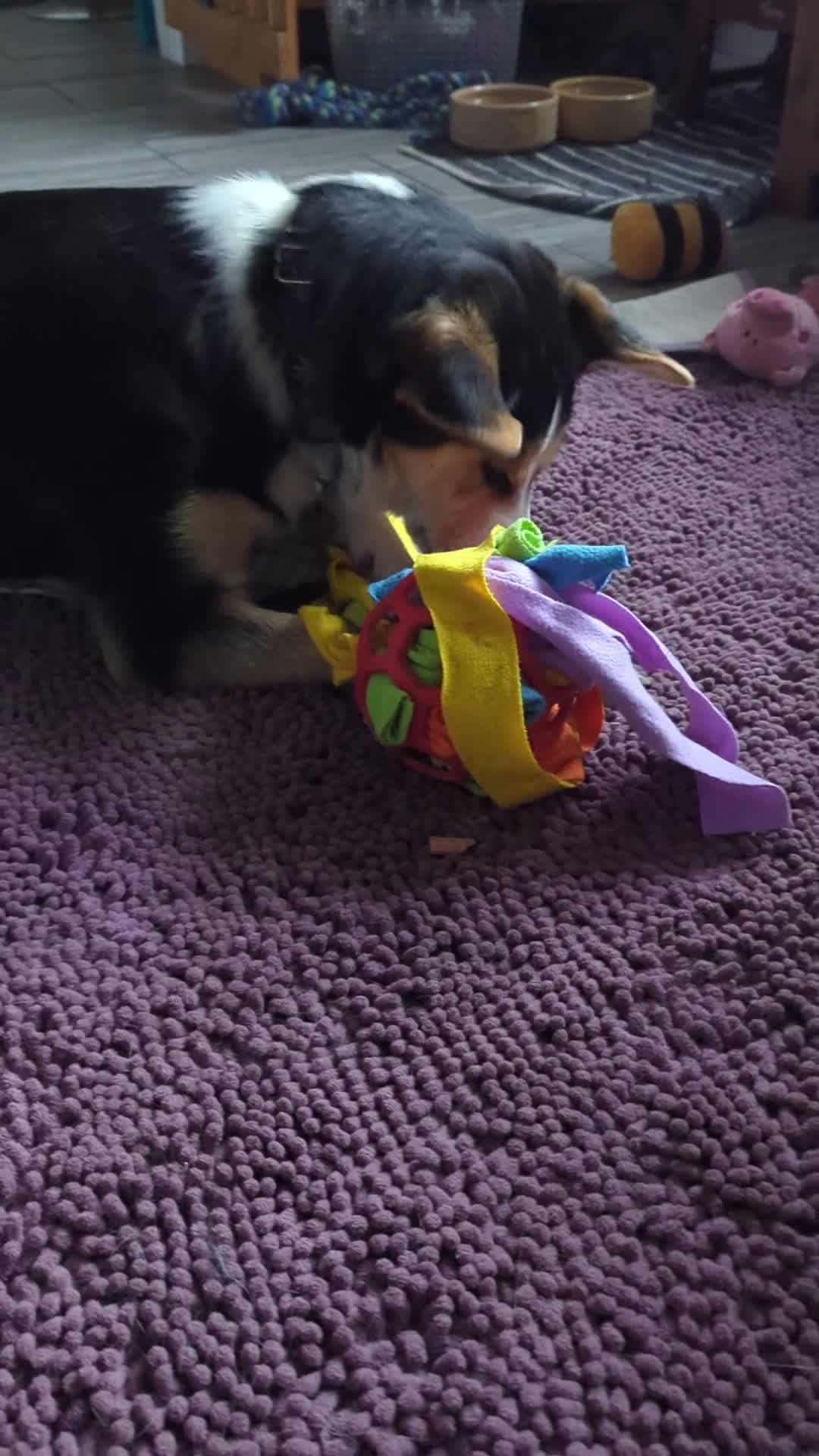 Mixed Breed dogs for adoption: ESSIE  - Video 1