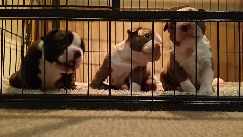 Boston Terrier dogs for sale: 🐾 Last Boston Terrier pup available 🐾 - Video 1