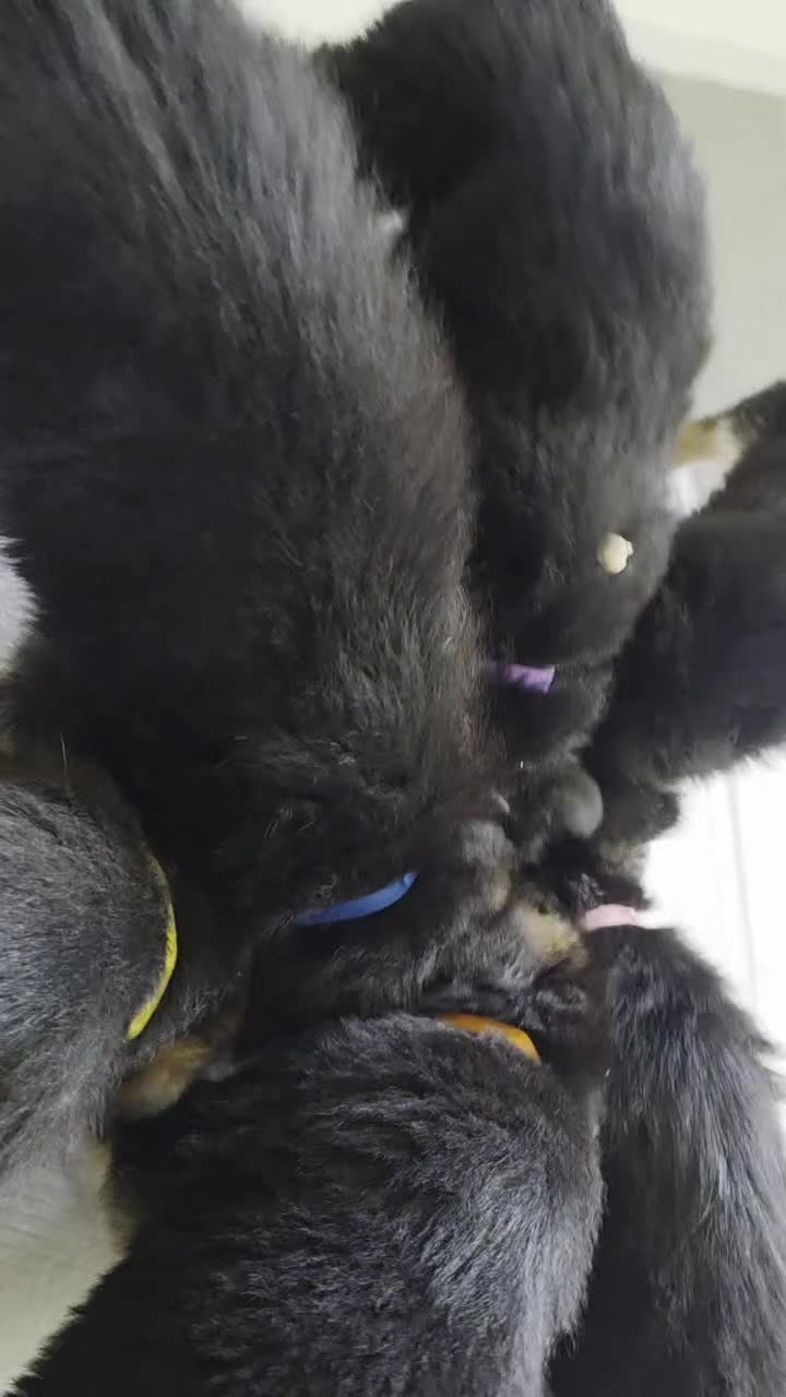 German Shepherd dogs for sale: German shepherd puppies  - Video 1