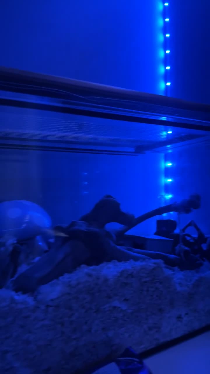 Mouse rodents for sale: two male mice  - Video 1