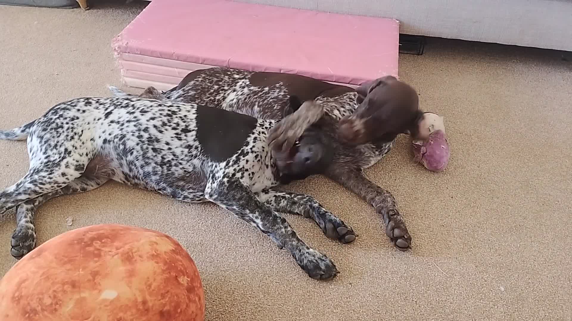 Mixed Breed dogs for sale: GSP x GWP bitch  - Video 1