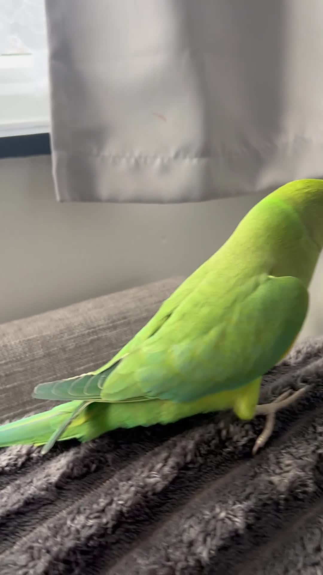 Ringnecks birds for sale: Female Indian ringneck.  - Video 1