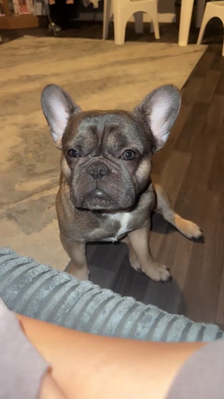 French Bulldog dogs for sale: Reggie. - Video 1